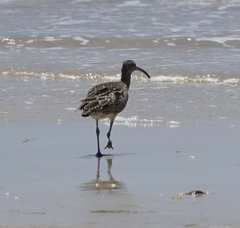 Numenius phaeopus variegatus