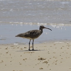 Numenius phaeopus variegatus