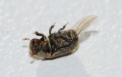 Phloeosinus