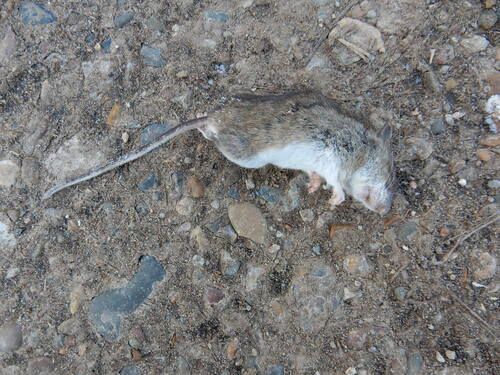 Herb Field Mouse, Глазовский р-н, республика Удмуртия, Россия, photo 9 of 10