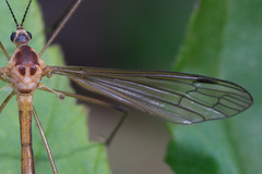 Cylindrotoma distinctissima