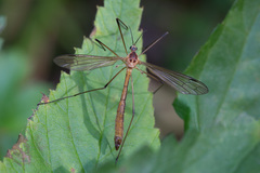 Cylindrotoma distinctissima