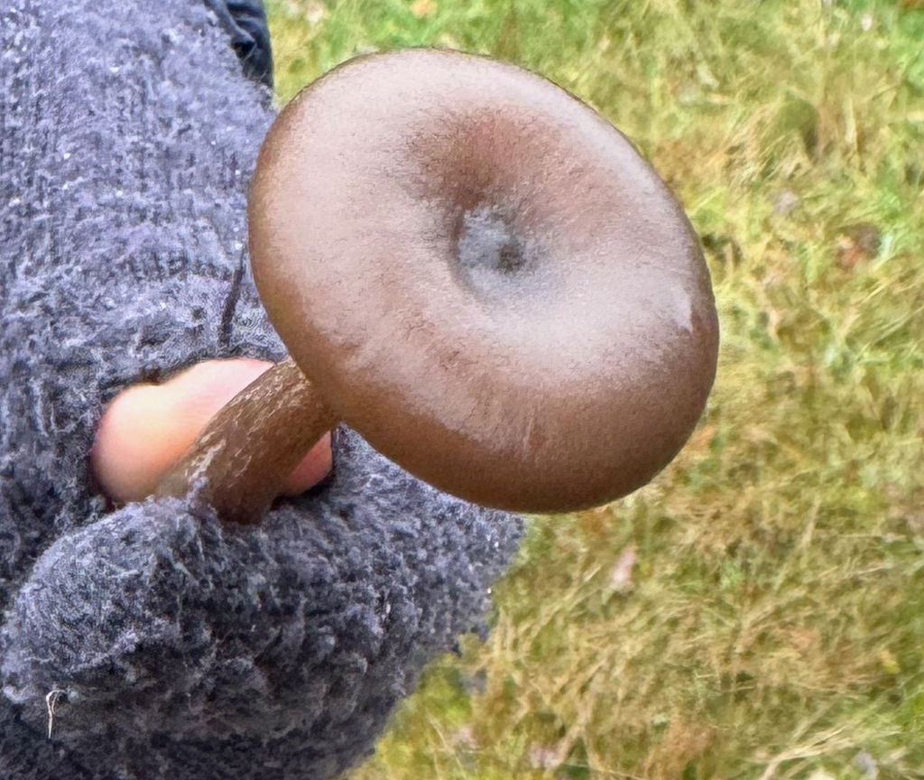Pseudoclitocybe cyathiformis · November 2025 · photo: © jerry2018 (iNaturalist, cc0)
