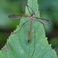 Cylindrotoma distinctissima