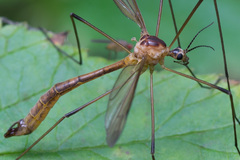 Cylindrotoma distinctissima