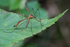 Cylindrotoma distinctissima
