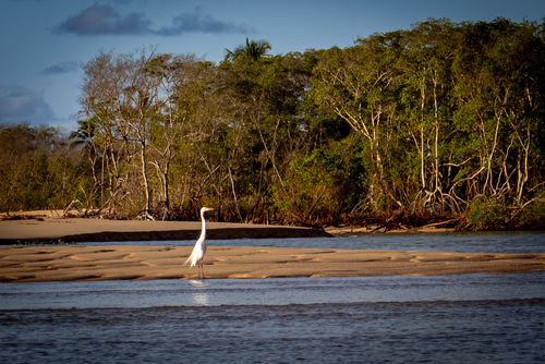Great Egret