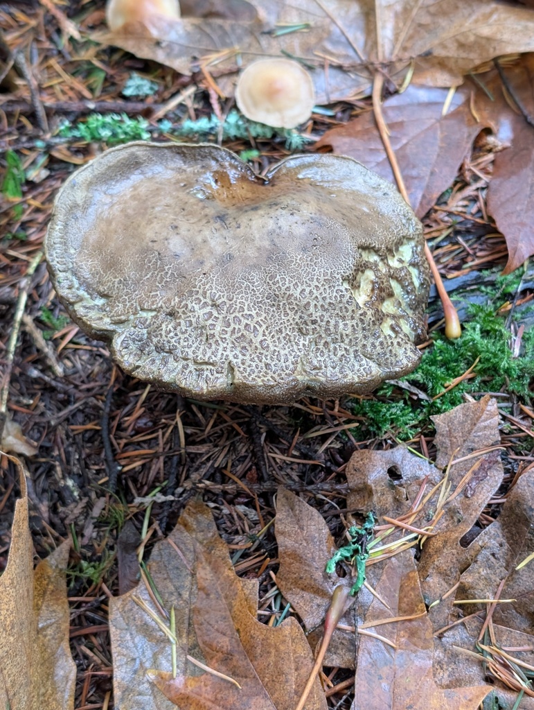 Xerocomellus diffractus · November 2025 · photo: © frondsinhighplaces (iNaturalist, cc-by)