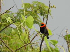 Euplectes hordeaceus