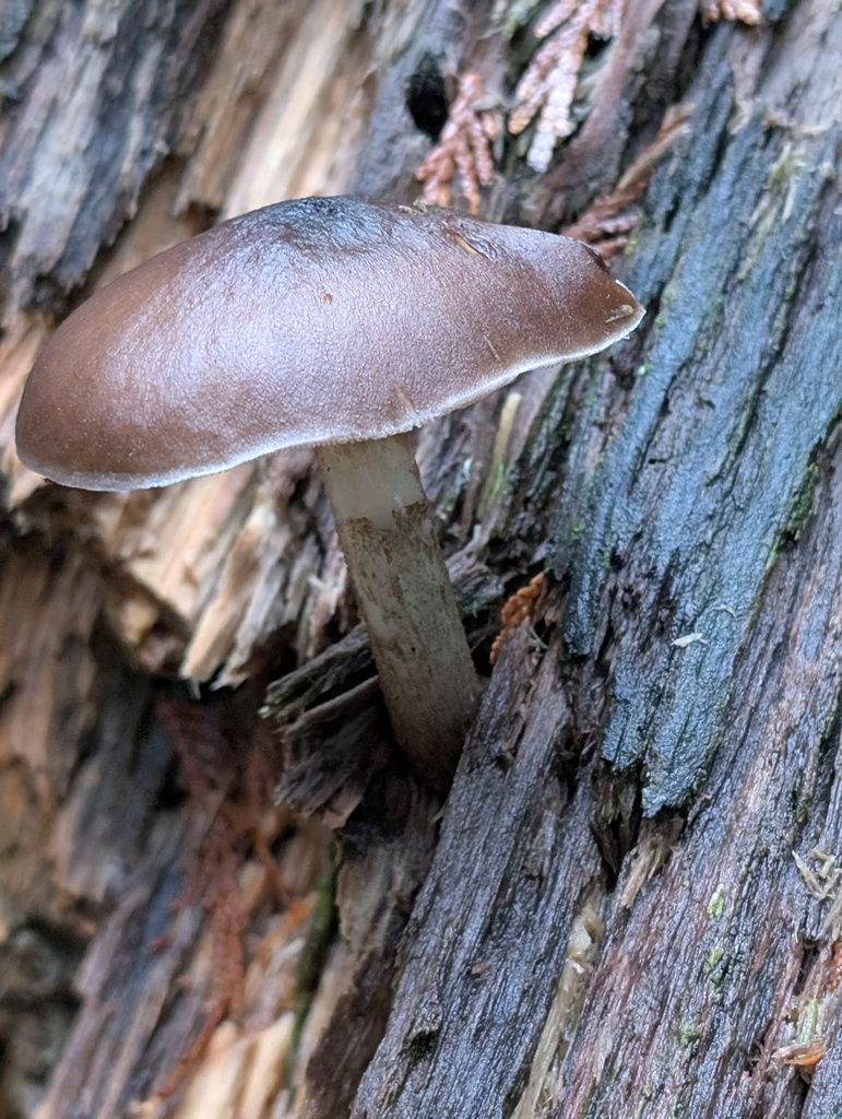 Pluteus exilis · November 2025 · photo: © frondsinhighplaces (iNaturalist, cc-by)