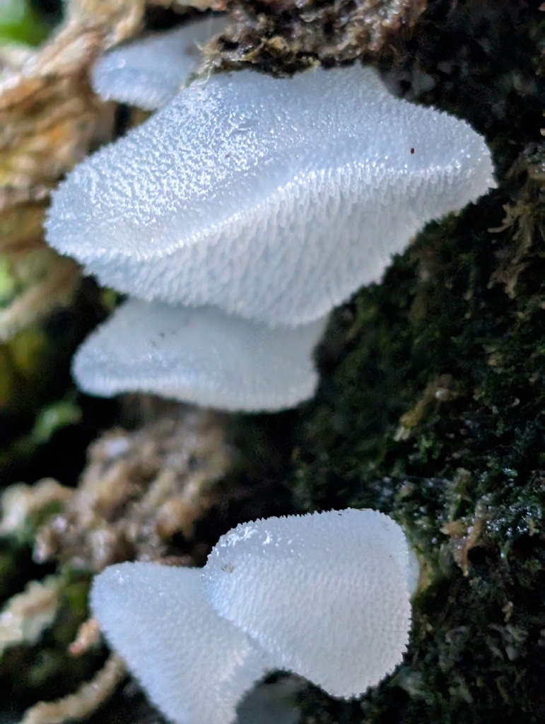 Pseudohydnum gelatinosum · November 2025 · photo: © frondsinhighplaces (iNaturalist, cc-by)