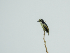 Pogoniulus subsulphureus