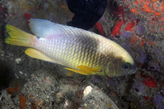 Cocoa Damselfish photo 3