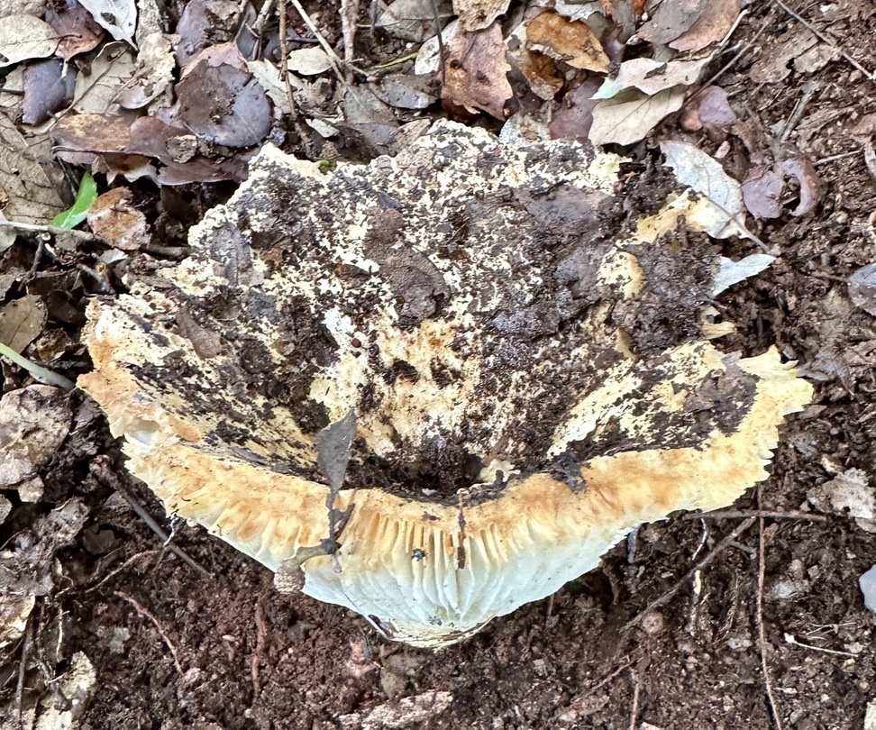 Russula chloroides