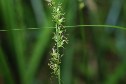 Carex declinata (Carex declinata)