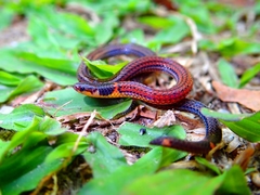 Calamaria pavimentata