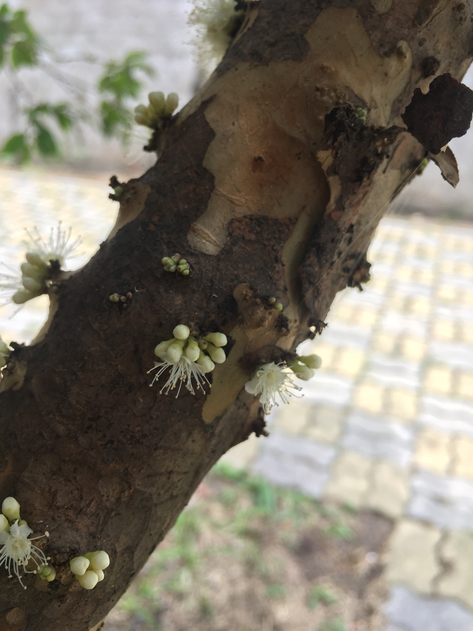 Plinia cauliflora
