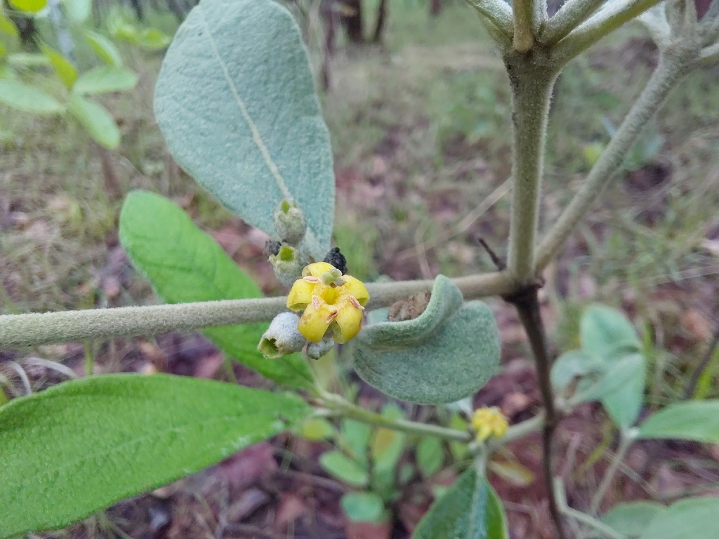 Vangueria discolor