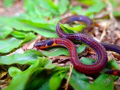Calamaria pavimentata