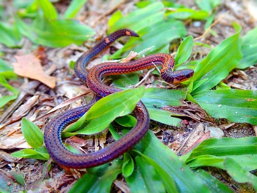 Collared Reed Snake (Calamaria pavimentata) - Snakes and Lizards
