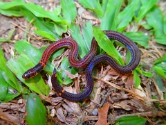 Calamaria pavimentata