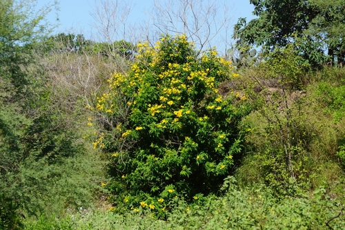 Tecoma stans