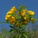 Yellow Trumpet Flower - Photo (c) sergioniebla, some rights reserved (CC BY-NC-SA), uploaded by sergioniebla