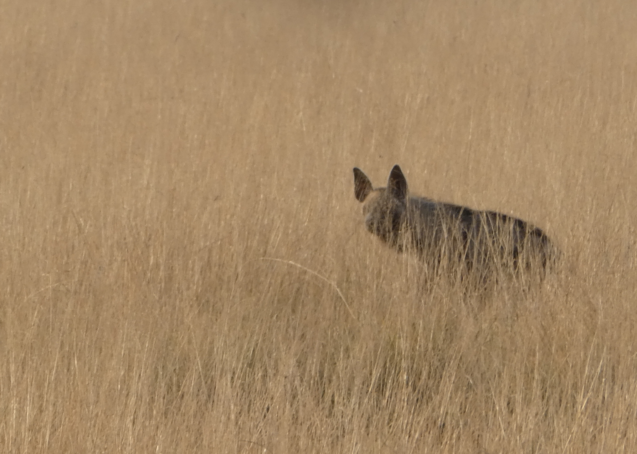 Striped hyena