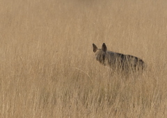 Hyaena hyaena