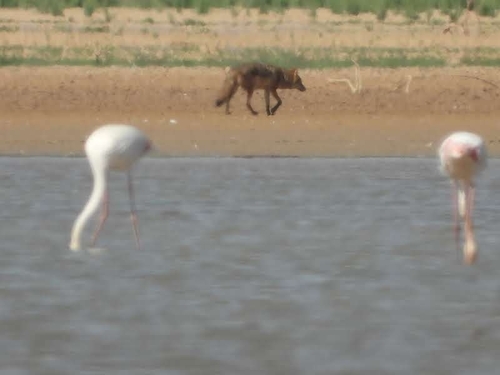 African Wolf