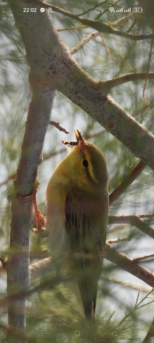 Wood Warbler