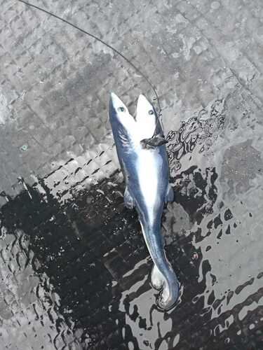 Blue shark