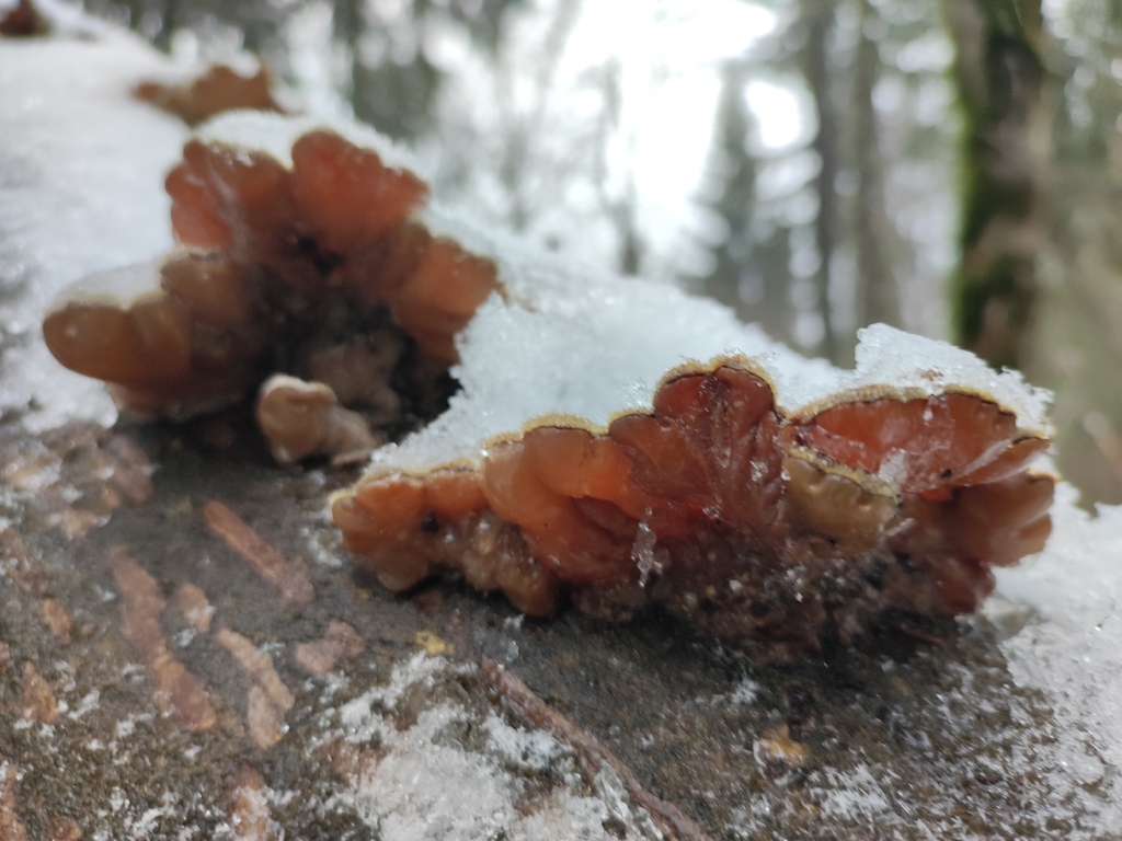 Auricularia mesenterica · November 2025 · photo: © ivanovdg19 (iNaturalist, cc-by)