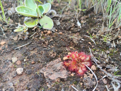 Drosera dielsiana
