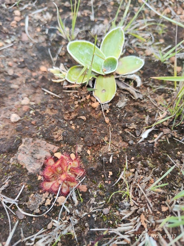 Drosera dielsiana