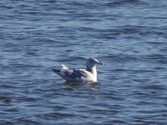 Larus argentatus