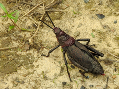 Dictyophorus