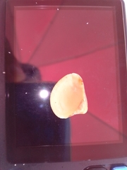 Anomalocardia flexuosa