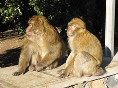 Macaca sylvanus