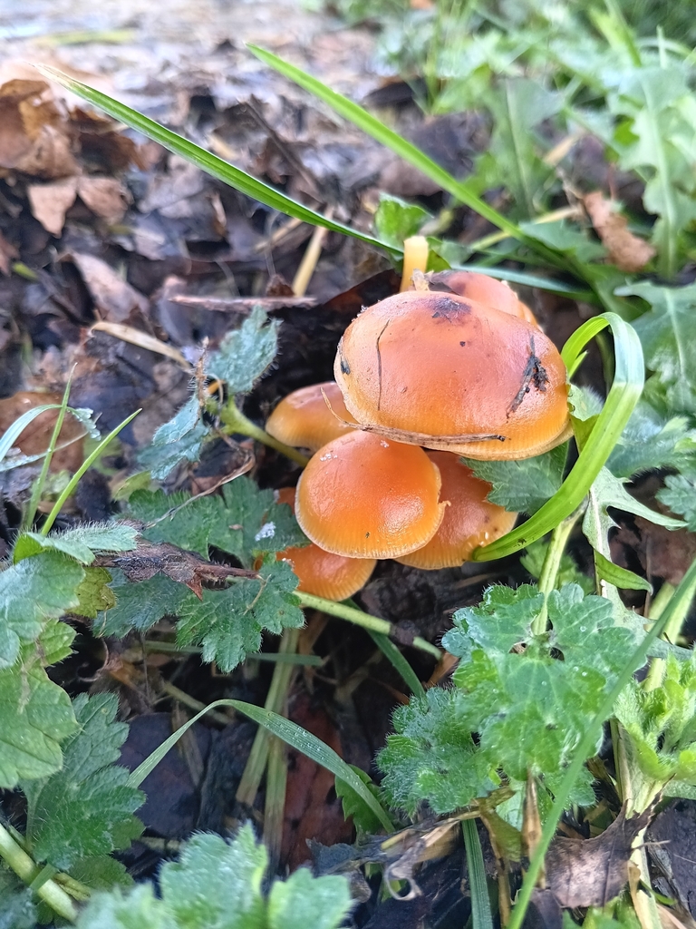 Flammulina · November 2025 · photo: © considerthelilies (iNaturalist, cc-by)
