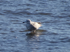 Larus argentatus