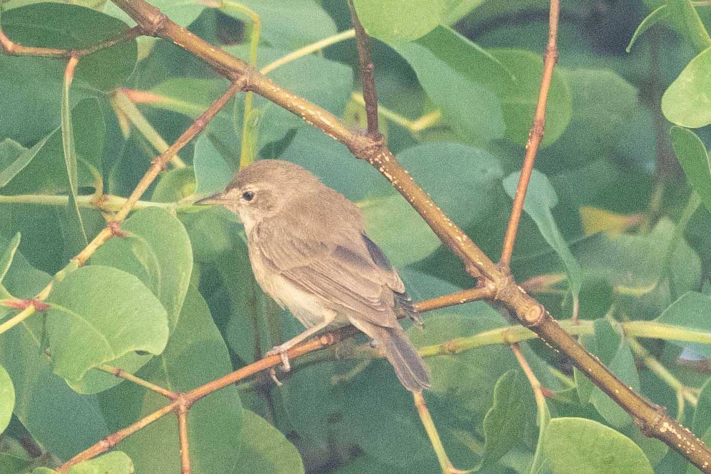 Booted Warbler