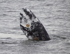 Cryptolepas rhachianecti