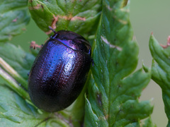 Chrysolina geminata