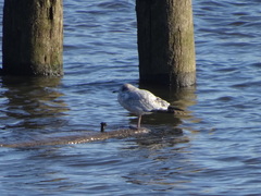 Larus delawarensis