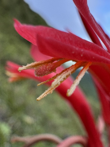 Pitcairnia spicata, photograph 6