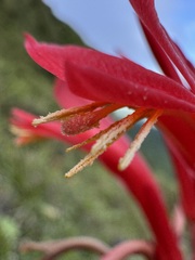 Pitcairnia spicata, photograph (c) Matteo Bellucci, some rights reserved (CC BY)