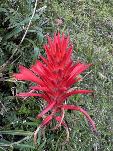 Pitcairnia spicata, photograph 5