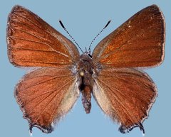 Satyrium saepium provo