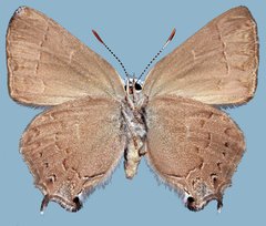 Satyrium saepium provo